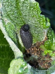 Muschampia proto