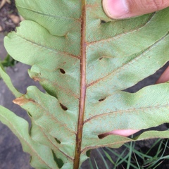 Phlebodium araneosum