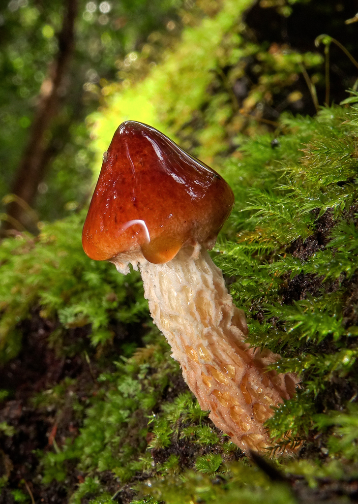 Flecked bolete