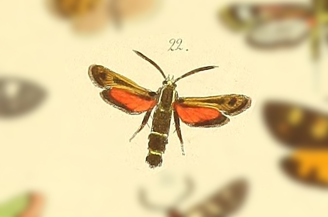 Austrosetia