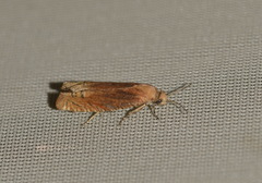Eucosma balatonana
