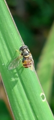 Paragus crenulatus