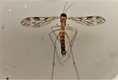 Nervijuncta wakefieldi