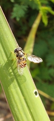 Paragus crenulatus