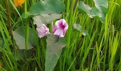 Ipomoea longifolia