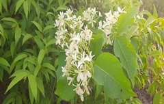 Holarrhena pubescens