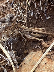 Oedaleus abruptus