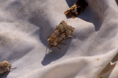 Agrotis cinerea