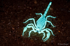 Smeringurus