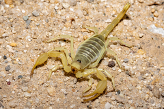 Smeringurus