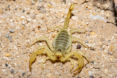Smeringurus
