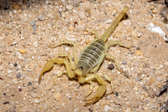 Smeringurus