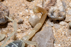 Smeringurus