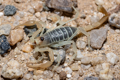 Smeringurus