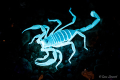 Smeringurus