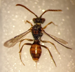 Nomada flavoguttata