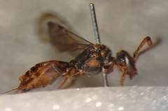 Nomada flavoguttata