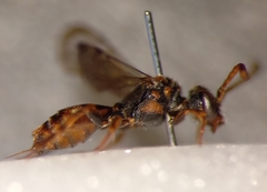 Nomada flavoguttata