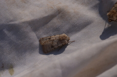 Agrotis cinerea