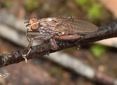 Tapeigaster nigricornis