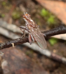 Tapeigaster nigricornis
