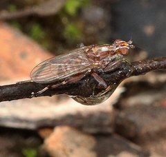 Tapeigaster nigricornis