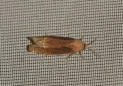 Eucosma balatonana