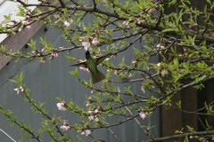 Sephanoides sephaniodes