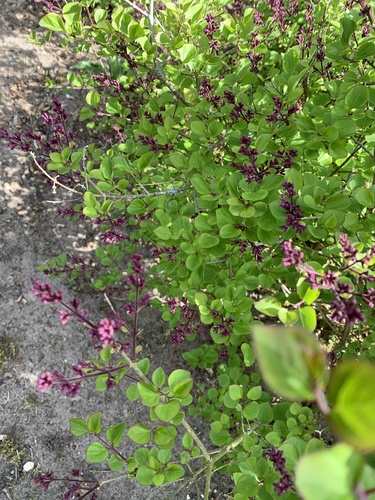 Syringa meyeri iNat (3)