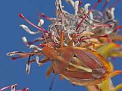 Tropicorypha bifida