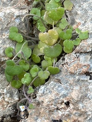 Cymbalaria microcalyx