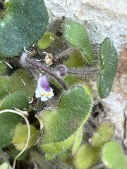 Cymbalaria microcalyx