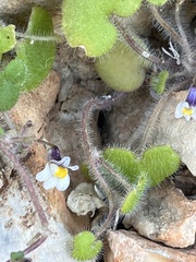 Cymbalaria microcalyx