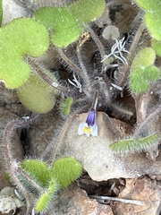 Cymbalaria microcalyx