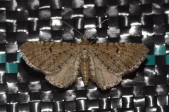 Eupithecia intricata