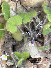 Cymbalaria microcalyx