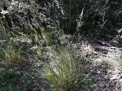 Pseudarrhenatherum longifolium