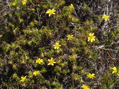 Cullumia setosa microcephala