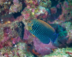 Centropyge potteri