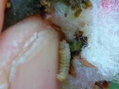 Andricus quercusramuli