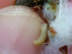 Andricus quercusramuli