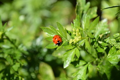 Coccinella septempunctata