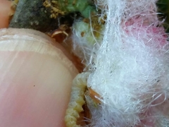 Andricus quercusramuli