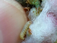 Andricus quercusramuli