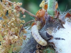 Andricus quercusramuli