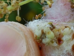 Andricus quercusramuli