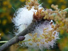 Andricus quercusramuli