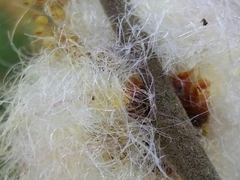 Andricus quercusramuli