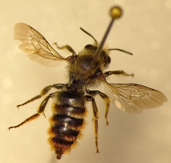 Osmia rufohirta