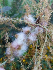 Andricus quercusramuli